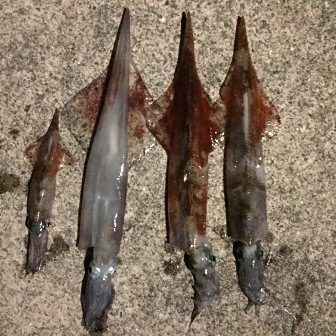 ケンサキイカ釣り 津久見湾周辺は陸っぱりから数釣りができる そうだ旅に出よう