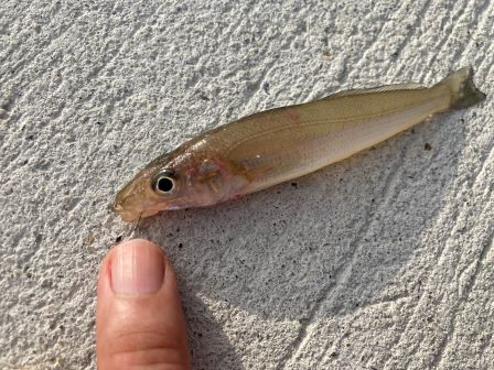 キス釣り 北九州の国道199号線沿いの海岸では大物が釣れる そうだ旅に出よう